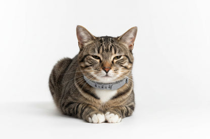 Bloom Calming Collar for Cats — 4 Pack